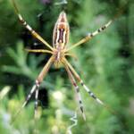 Long-tailed St. Andrews Cross Spider (Argiope protensa), Alice Springs, NT