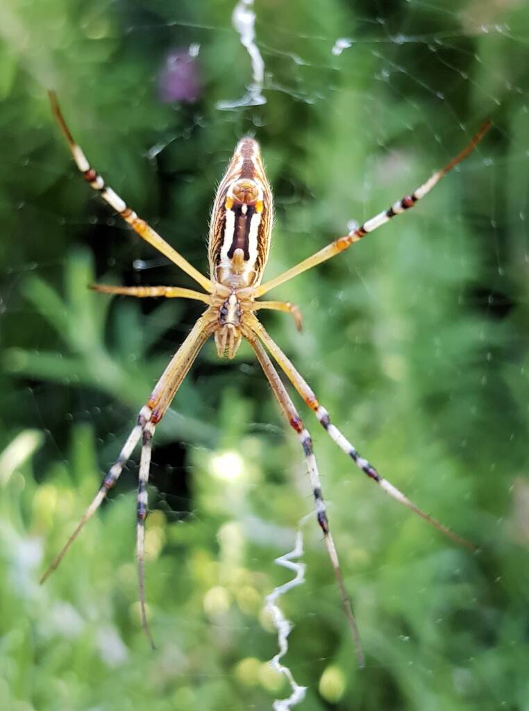 Long-tailed St. Andrews Cross Spider (Argiope protensa), Alice Springs, NT
