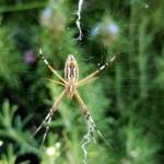 Long-tailed St. Andrews Cross Spider (Argiope protensa), Alice Springs, NT