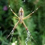 Long-tailed St. Andrews Cross Spider (Argiope protensa), Alice Springs, NT