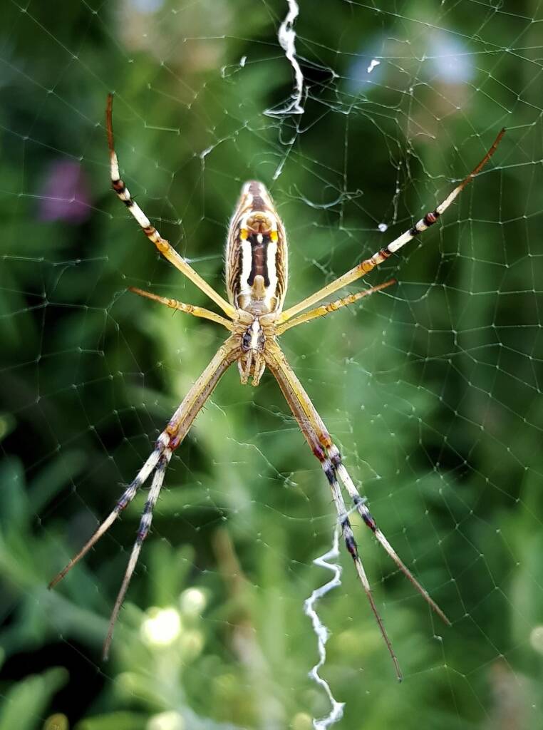 Long-tailed St. Andrews Cross Spider (Argiope protensa), Alice Springs, NT