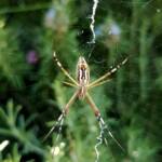 Long-tailed St. Andrews Cross Spider (Argiope protensa), Alice Springs, NT