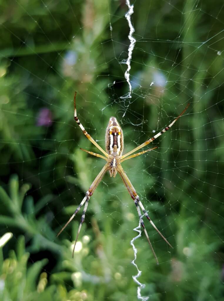 Long-tailed St. Andrews Cross Spider (Argiope protensa), Alice Springs, NT