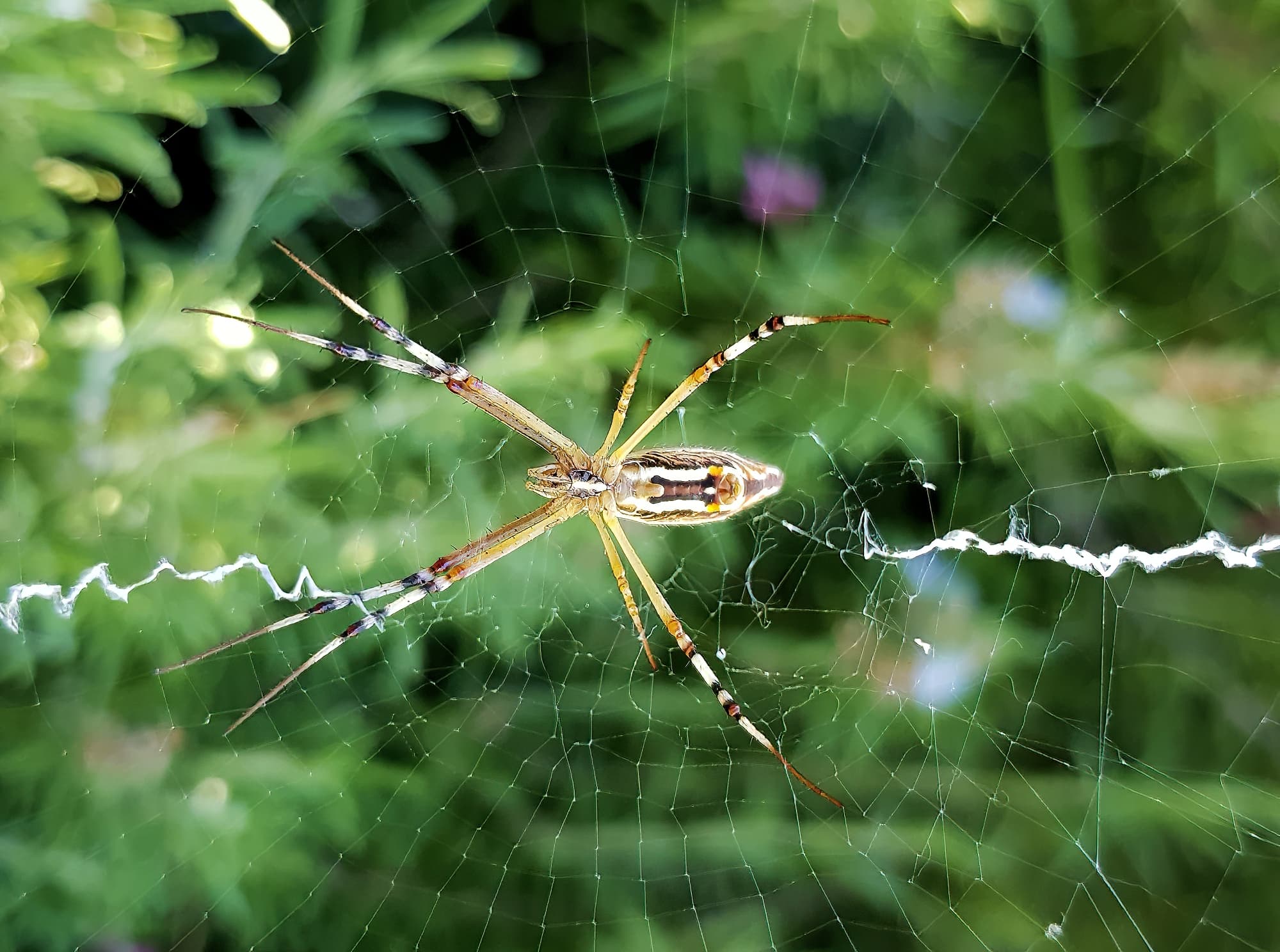 Long-tailed St. Andrews Cross Spider (Argiope protensa), Alice Springs, NT
