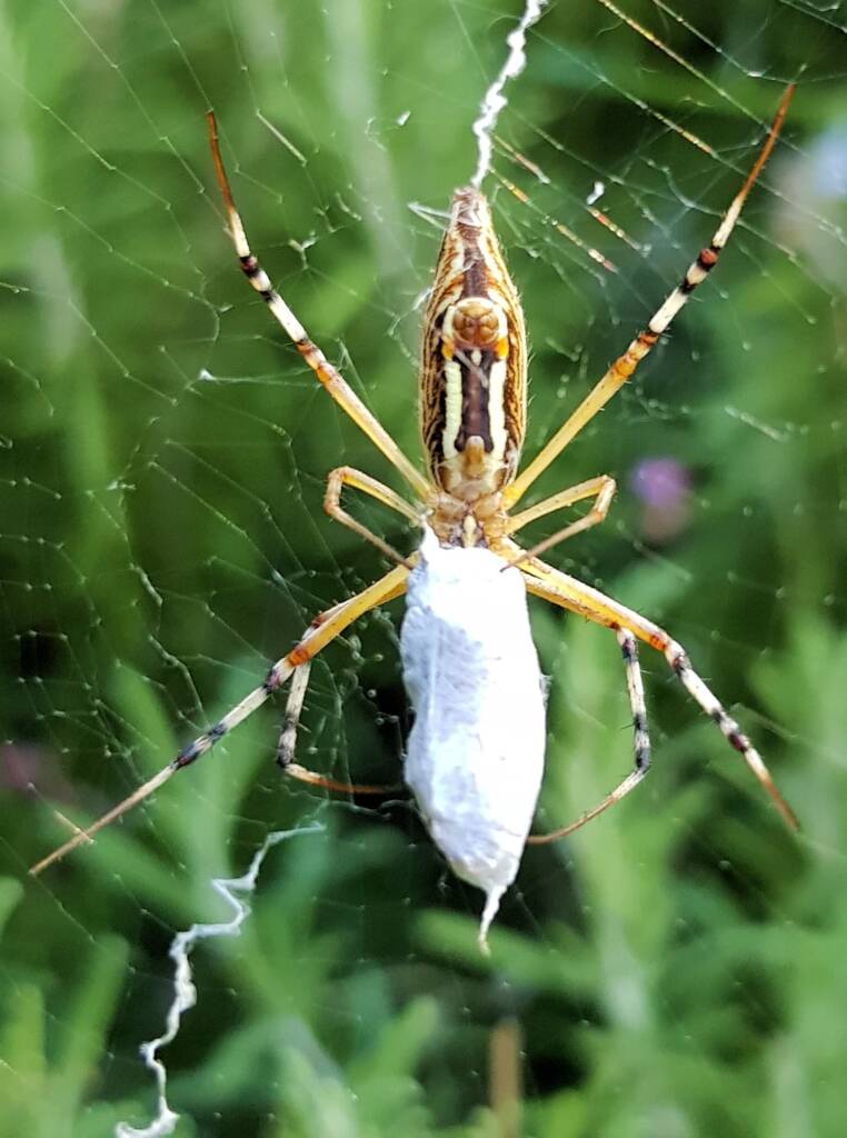 Long-tailed St. Andrews Cross Spider (Argiope protensa), Alice Springs, NT