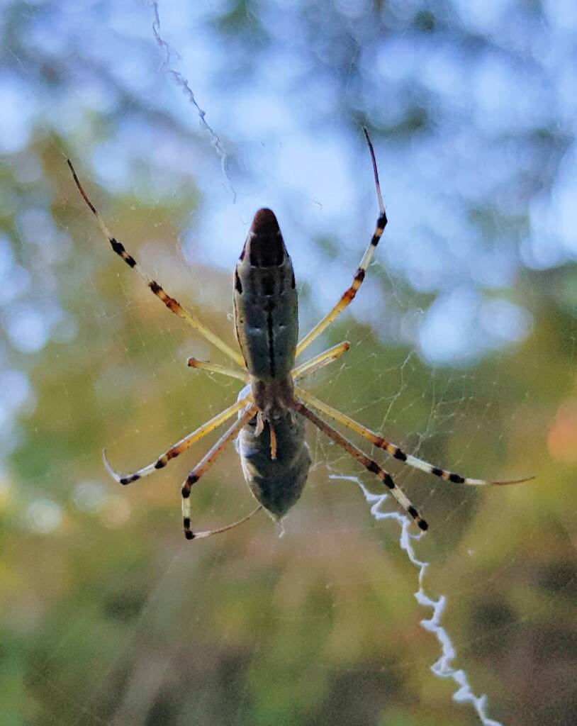 Long-tailed St. Andrews Cross Spider (Argiope protensa), Alice Springs, NT