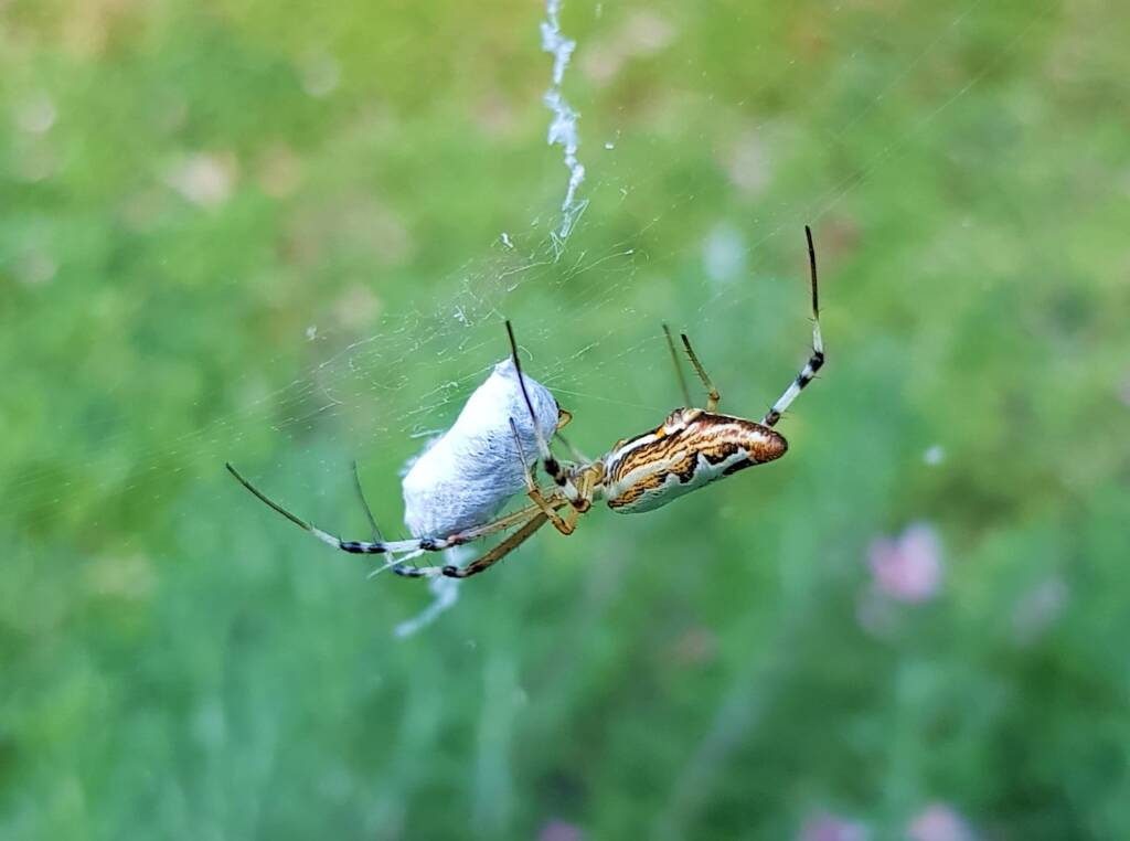 Long-tailed St. Andrews Cross Spider (Argiope protensa), Alice Springs, NT