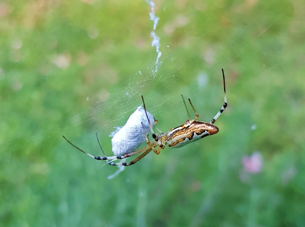 Long-tailed St. Andrews Cross Spider (Argiope protensa), Alice Springs, NT