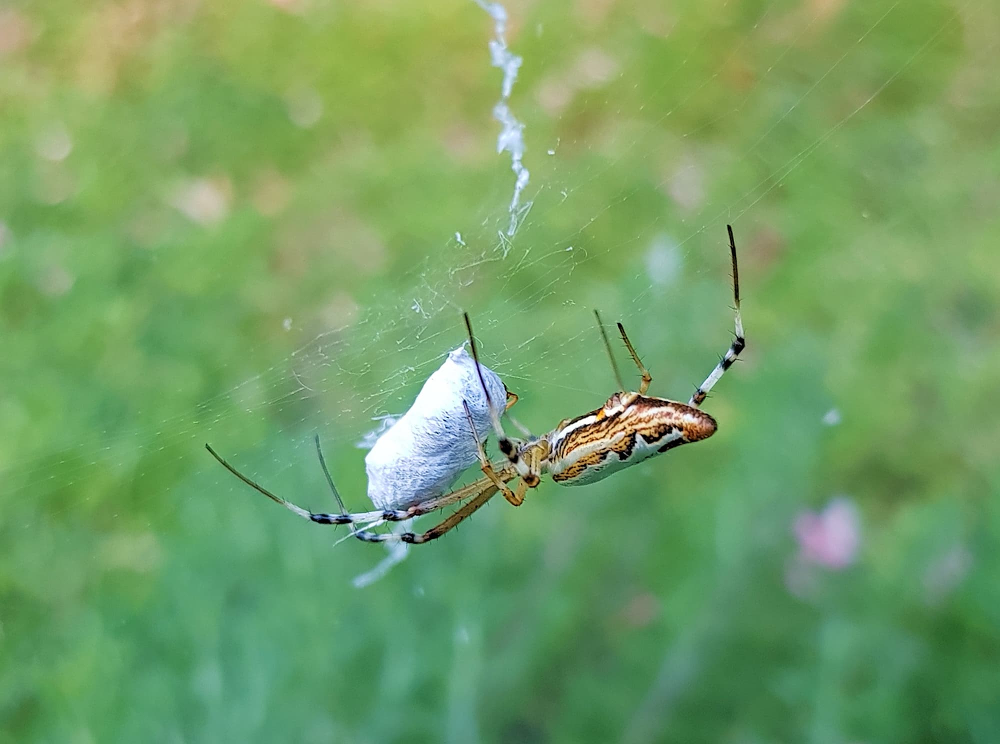 Long-tailed St. Andrews Cross Spider (Argiope protensa), Alice Springs, NT