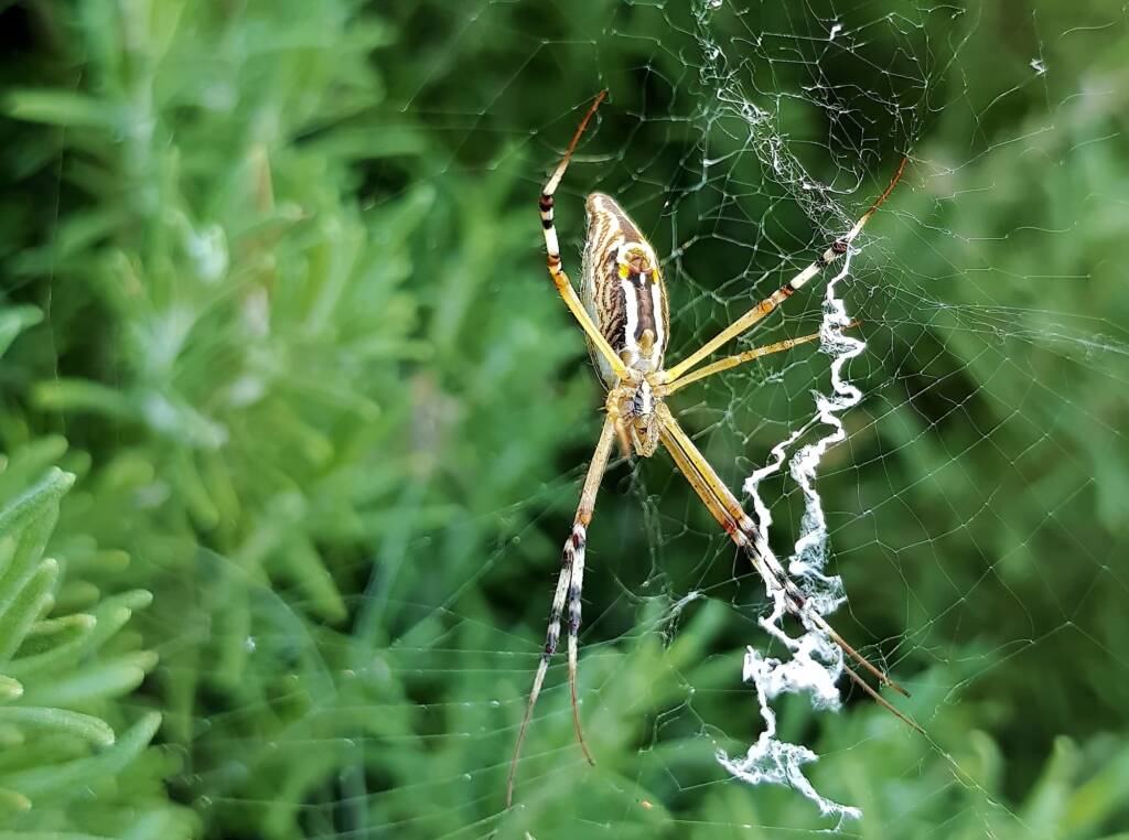 Long-tailed St. Andrews Cross Spider (Argiope protensa), Alice Springs, NT