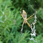 Long-tailed St. Andrews Cross Spider (Argiope protensa), Alice Springs, NT