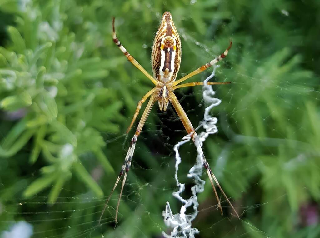 Long-tailed St. Andrews Cross Spider (Argiope protensa), Alice Springs, NT