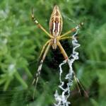Long-tailed St. Andrews Cross Spider (Argiope protensa), Alice Springs, NT