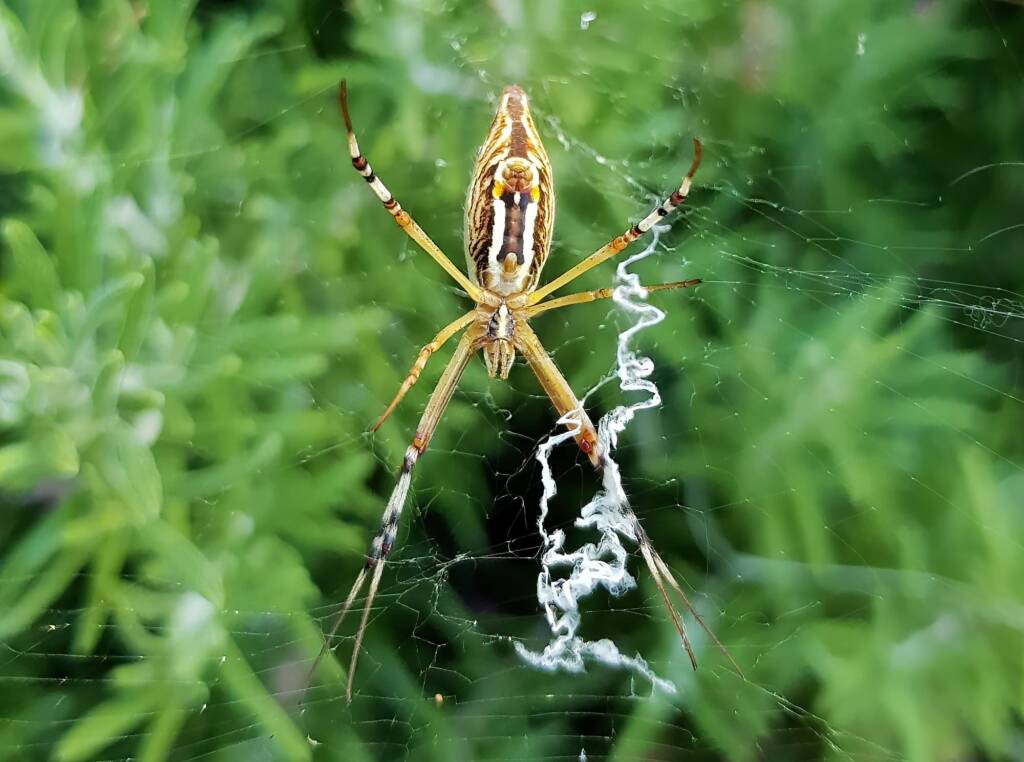 Long-tailed St. Andrews Cross Spider (Argiope protensa), Alice Springs, NT