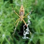 Long-tailed St. Andrews Cross Spider (Argiope protensa), Alice Springs, NT