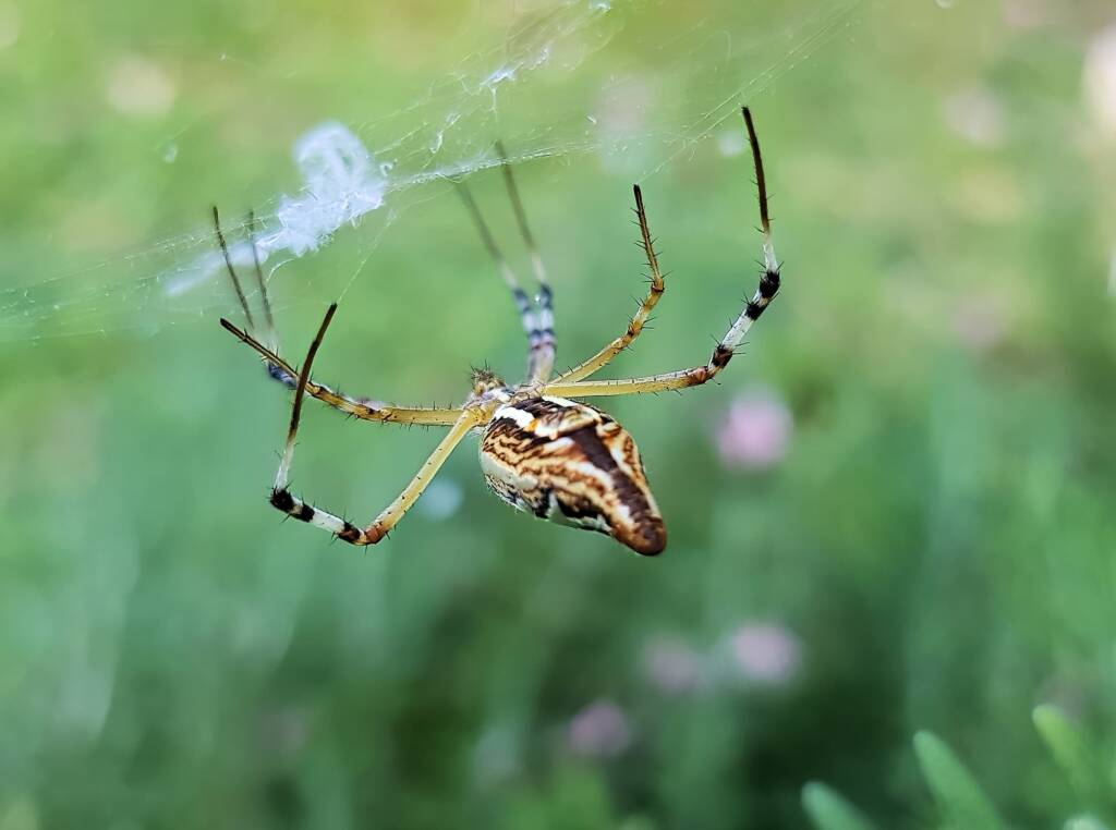 Long-tailed St. Andrews Cross Spider (Argiope protensa), Alice Springs, NT