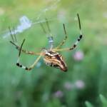 Long-tailed St. Andrews Cross Spider (Argiope protensa), Alice Springs, NT