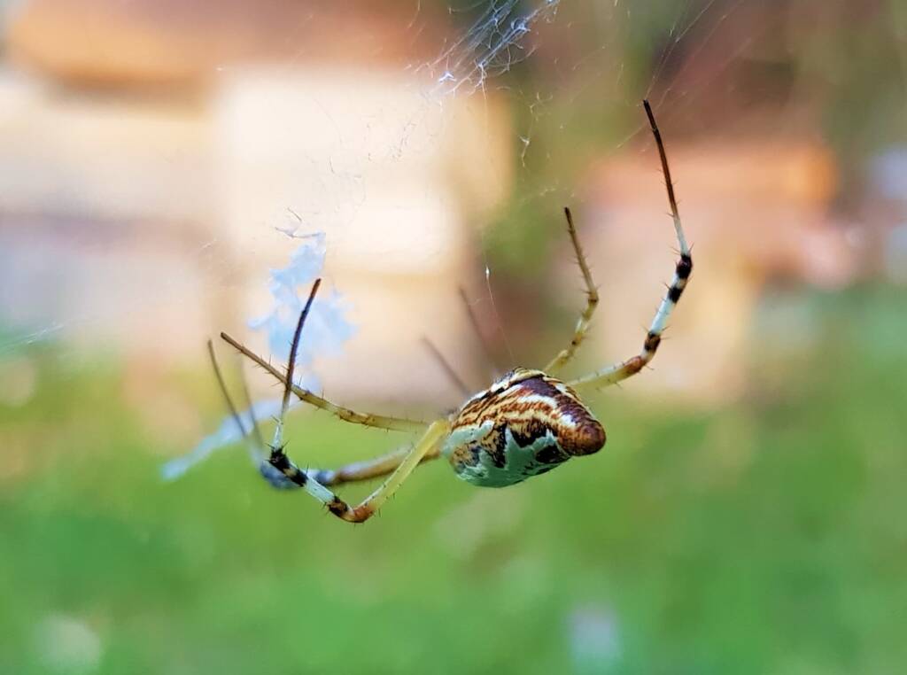 Long-tailed St. Andrews Cross Spider (Argiope protensa), Alice Springs, NT