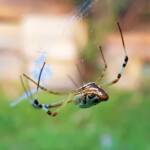 Long-tailed St. Andrews Cross Spider (Argiope protensa), Alice Springs, NT