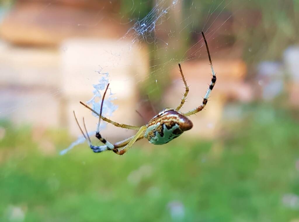 Long-tailed St. Andrews Cross Spider (Argiope protensa), Alice Springs, NT