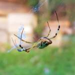 Long-tailed St. Andrews Cross Spider (Argiope protensa), Alice Springs, NT
