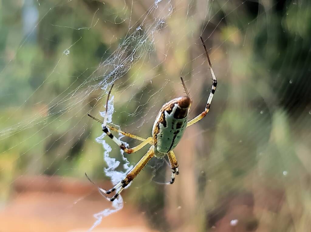 Long-tailed St. Andrews Cross Spider (Argiope protensa), Alice Springs, NT
