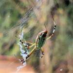 Long-tailed St. Andrews Cross Spider (Argiope protensa), Alice Springs, NT