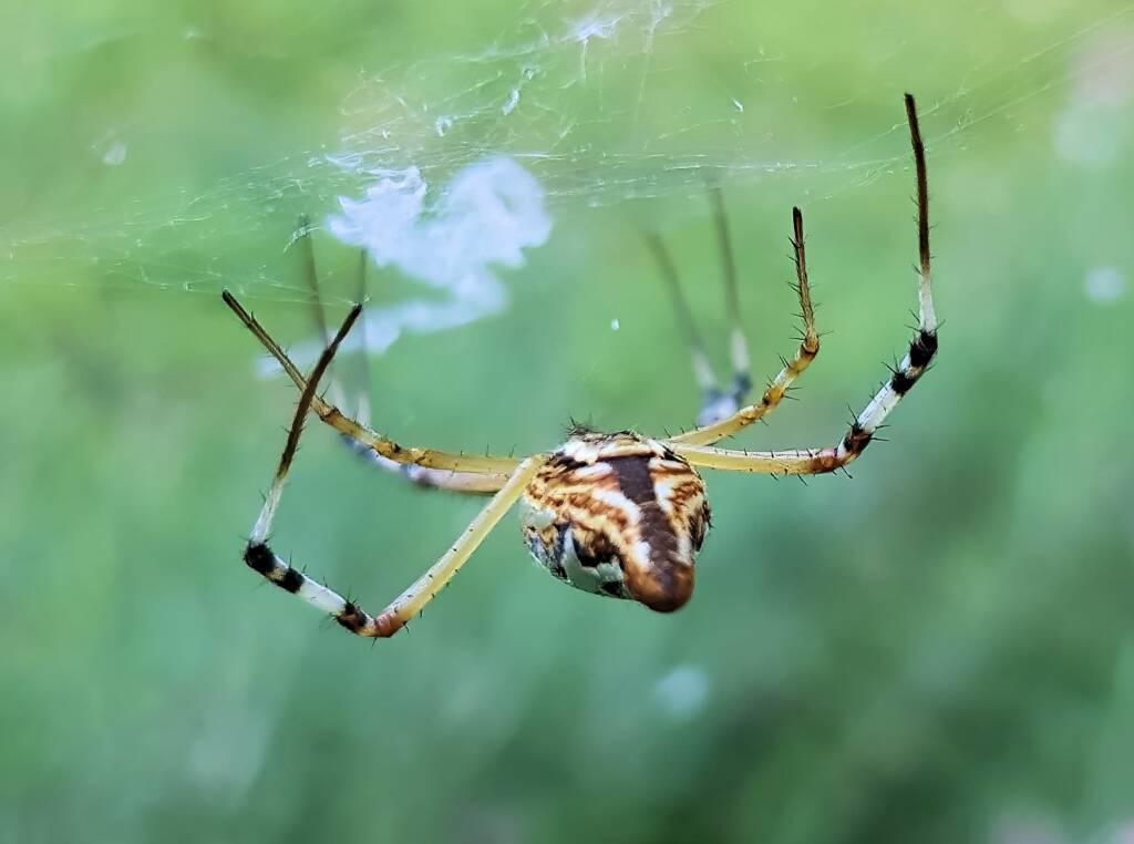 Long-tailed St. Andrews Cross Spider (Argiope protensa), Alice Springs, NT