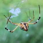 Long-tailed St. Andrews Cross Spider (Argiope protensa), Alice Springs, NT