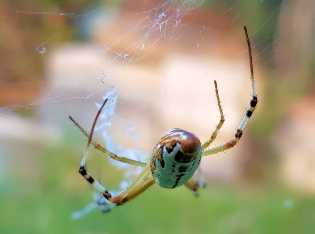 Long-tailed St. Andrews Cross Spider (Argiope protensa), Alice Springs, NT