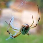 Long-tailed St. Andrews Cross Spider (Argiope protensa), Alice Springs, NT