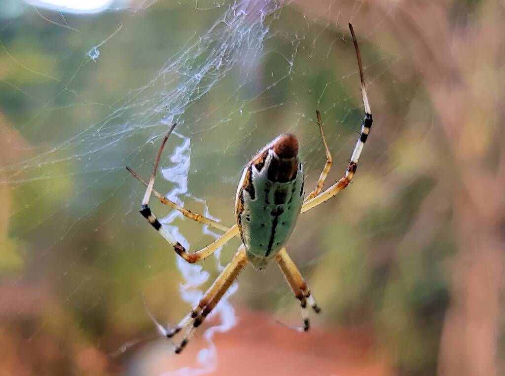 Long-tailed St. Andrews Cross Spider (Argiope protensa), Alice Springs, NT