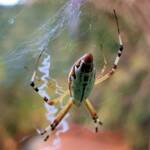Long-tailed St. Andrews Cross Spider (Argiope protensa), Alice Springs, NT