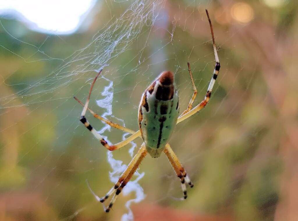 Long-tailed St. Andrews Cross Spider (Argiope protensa), Alice Springs, NT