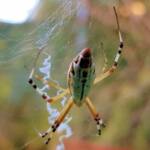 Long-tailed St. Andrews Cross Spider (Argiope protensa), Alice Springs, NT