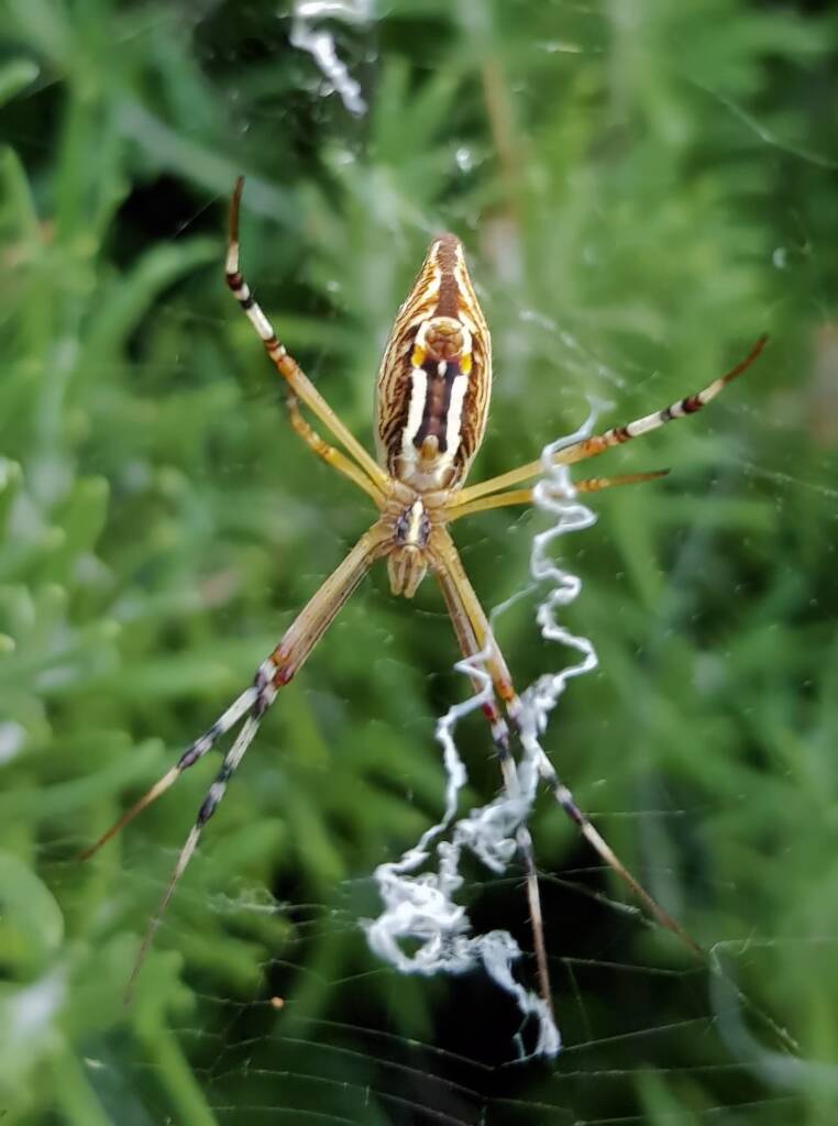 Long-tailed St. Andrews Cross Spider (Argiope protensa), Alice Springs, NT