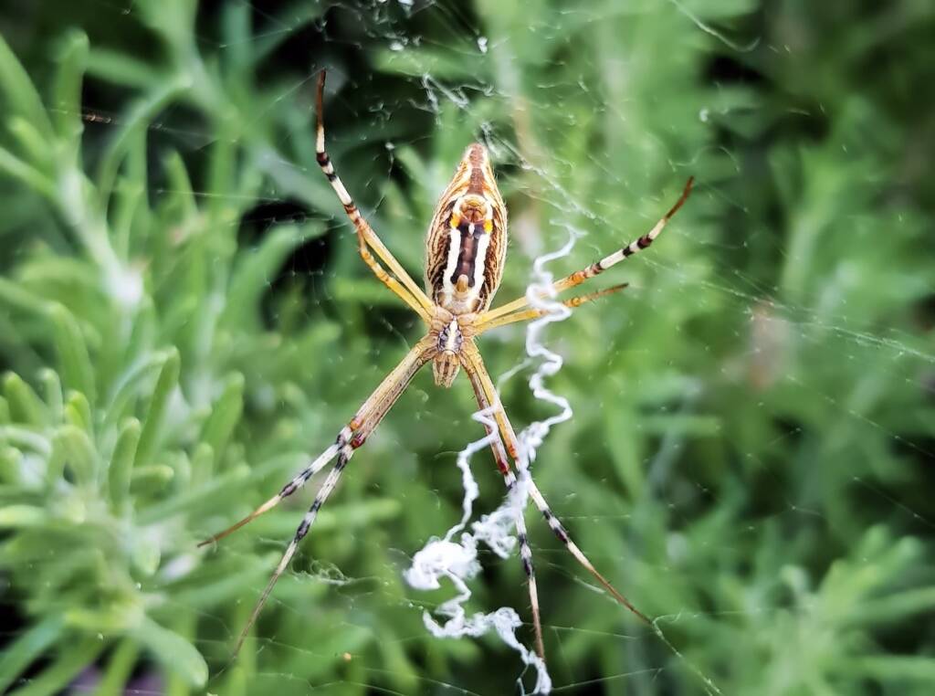 Long-tailed St. Andrews Cross Spider (Argiope protensa), Alice Springs, NT