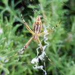 Long-tailed St. Andrews Cross Spider (Argiope protensa), Alice Springs, NT