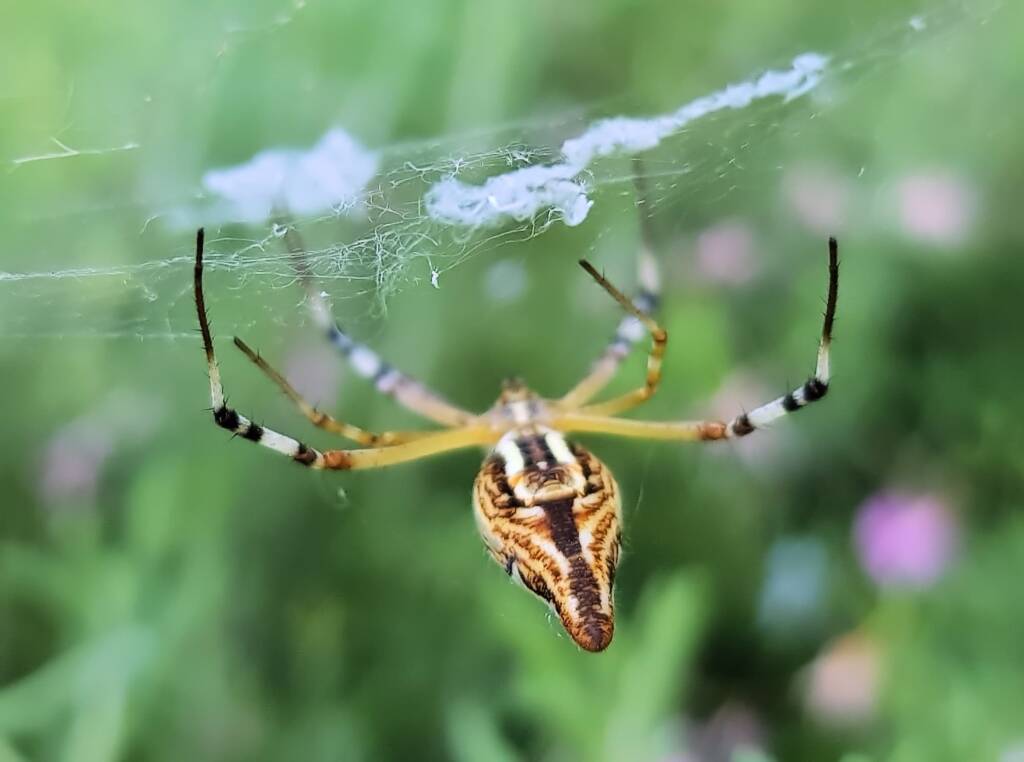 Long-tailed St. Andrews Cross Spider (Argiope protensa), Alice Springs, NT