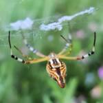 Long-tailed St. Andrews Cross Spider (Argiope protensa), Alice Springs, NT