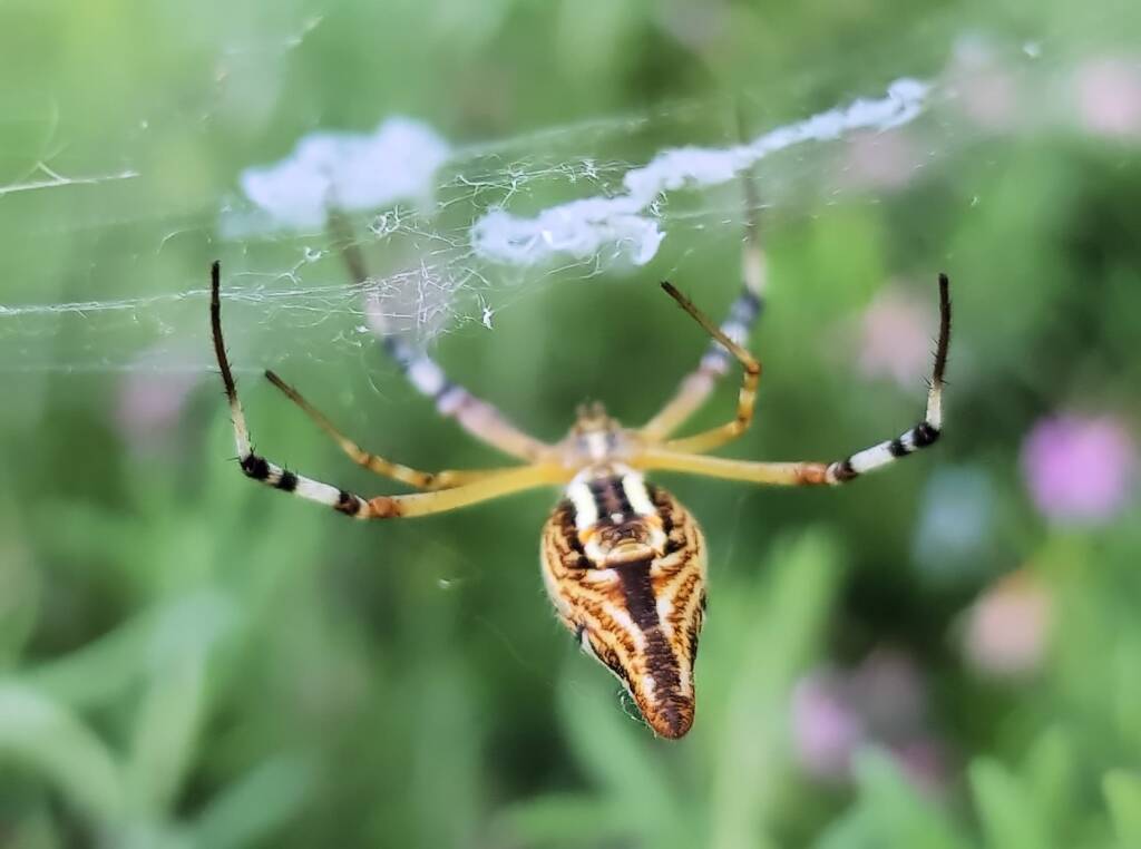 Long-tailed St. Andrews Cross Spider (Argiope protensa), Alice Springs, NT