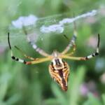 Long-tailed St. Andrews Cross Spider (Argiope protensa), Alice Springs, NT
