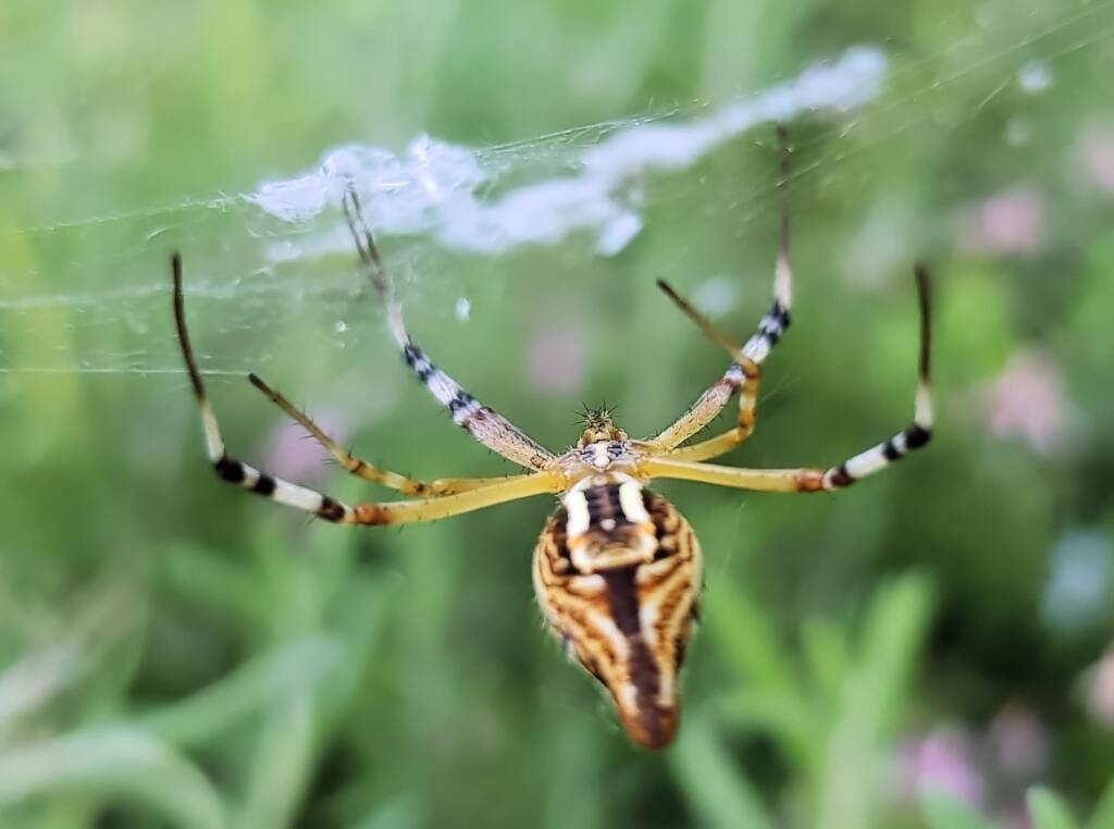 Long-tailed St. Andrews Cross Spider (Argiope protensa), Alice Springs, NT