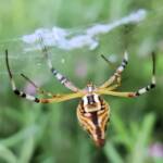 Long-tailed St. Andrews Cross Spider (Argiope protensa), Alice Springs, NT
