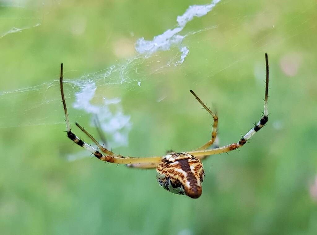 Long-tailed St. Andrews Cross Spider (Argiope protensa), Alice Springs, NT