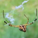 Long-tailed St. Andrews Cross Spider (Argiope protensa), Alice Springs, NT