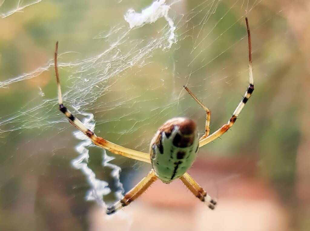 Long-tailed St. Andrews Cross Spider (Argiope protensa), Alice Springs, NT