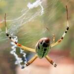 Long-tailed St. Andrews Cross Spider (Argiope protensa), Alice Springs, NT