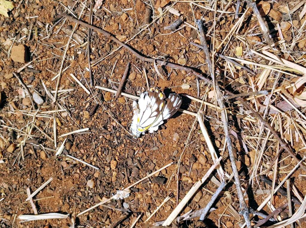 Battered remains of the Caper White Butterfly