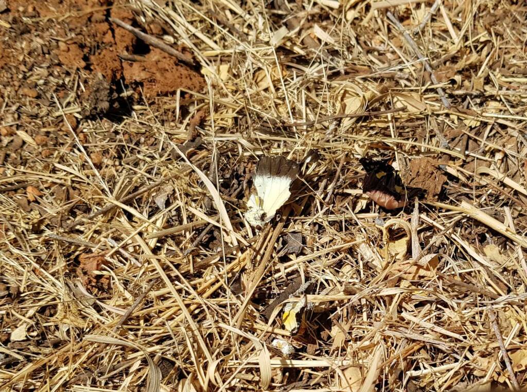 Battered remains of the Caper White Butterfly